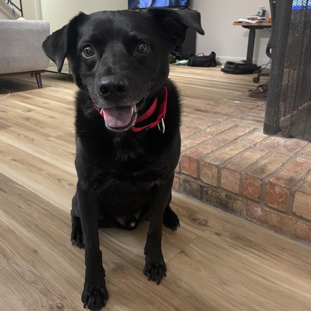 Enlarge Randy, a Adoptable mixed breed in San Antonio, TX image 5/6