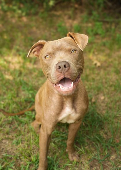 Enlarge Banner 64242, a Adoptable mixed breed in Aiken, SC image 1/1