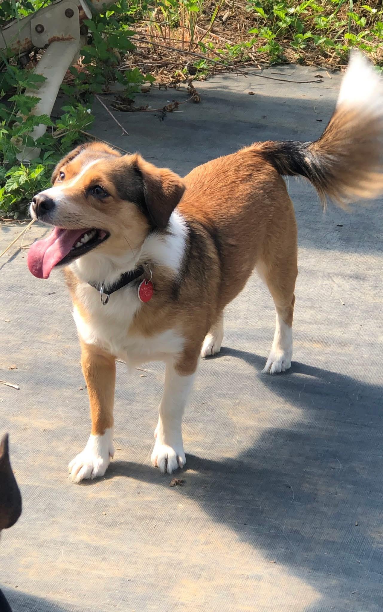 Patty, Adult Female Mixed Breed
