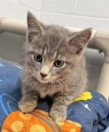 Sterling, Baby Male Domestic Short Hair