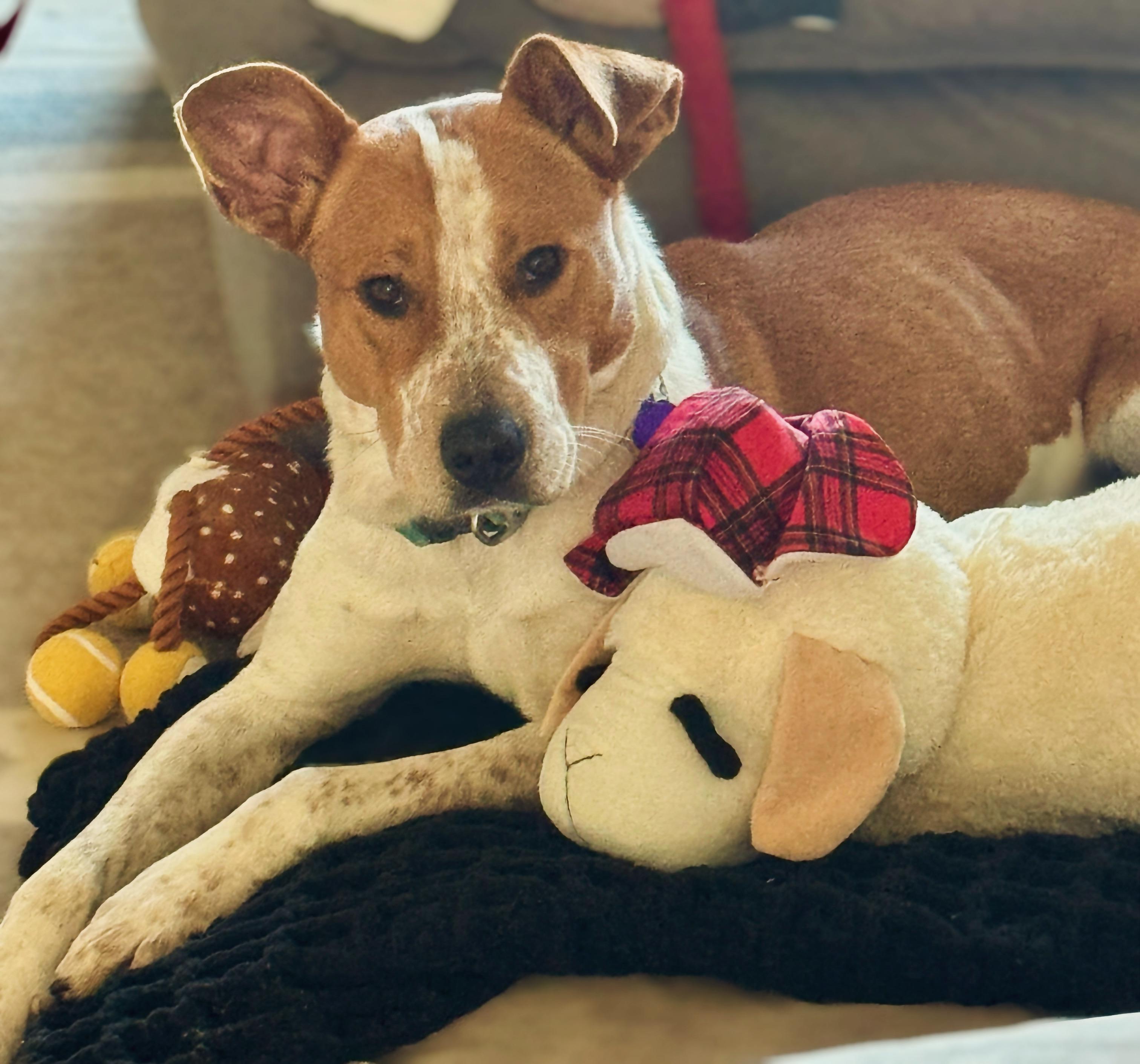 Hoss, ADOPTABLE, Young Male Australian Cattle Dog / Blue Heeler.