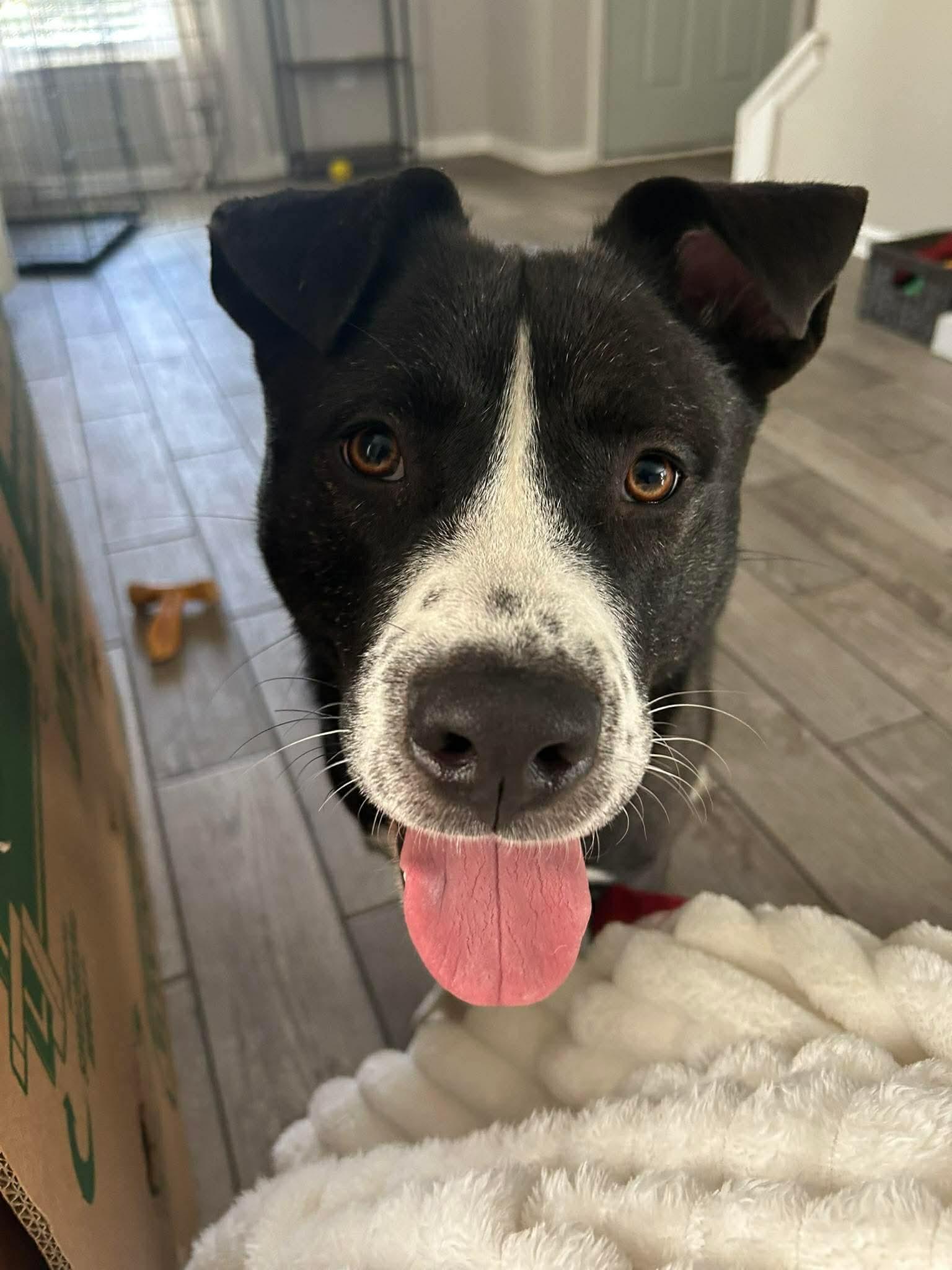 Enlarge Cinder, a ADOPTABLE mixed breed in Charlotte, NC image 5/6