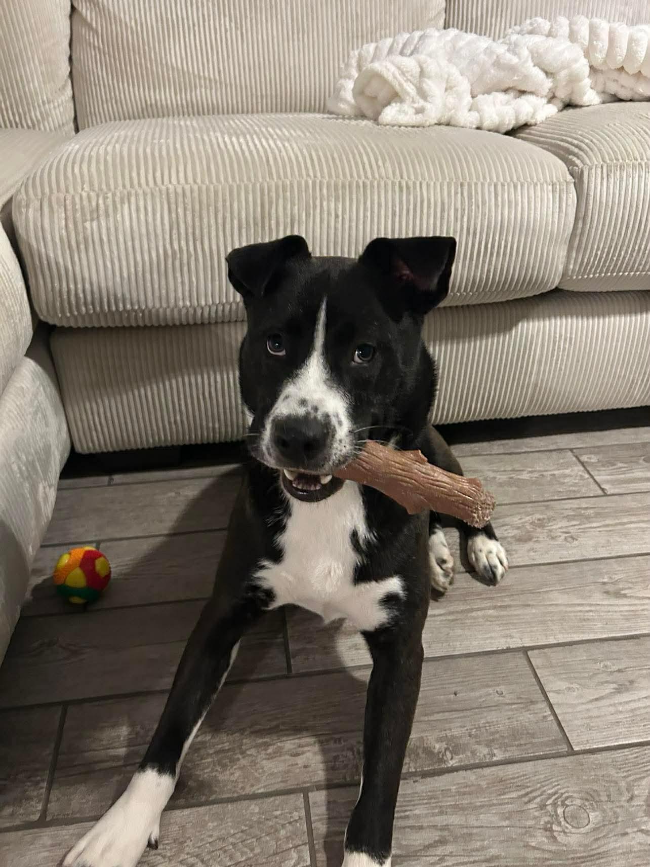 Enlarge Cinder, a ADOPTABLE mixed breed in Charlotte, NC image 6/6