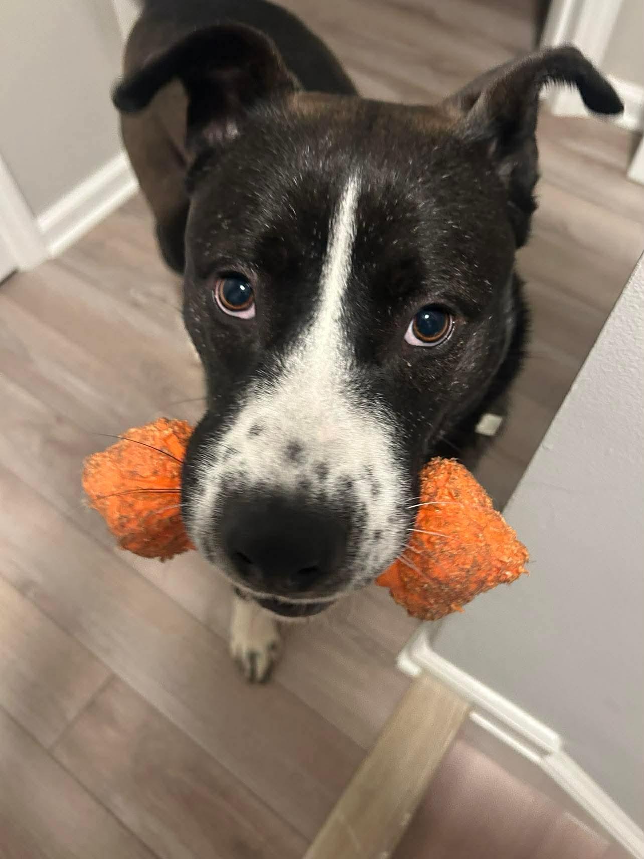 Enlarge Cinder, a ADOPTABLE mixed breed in Charlotte, NC image 3/6