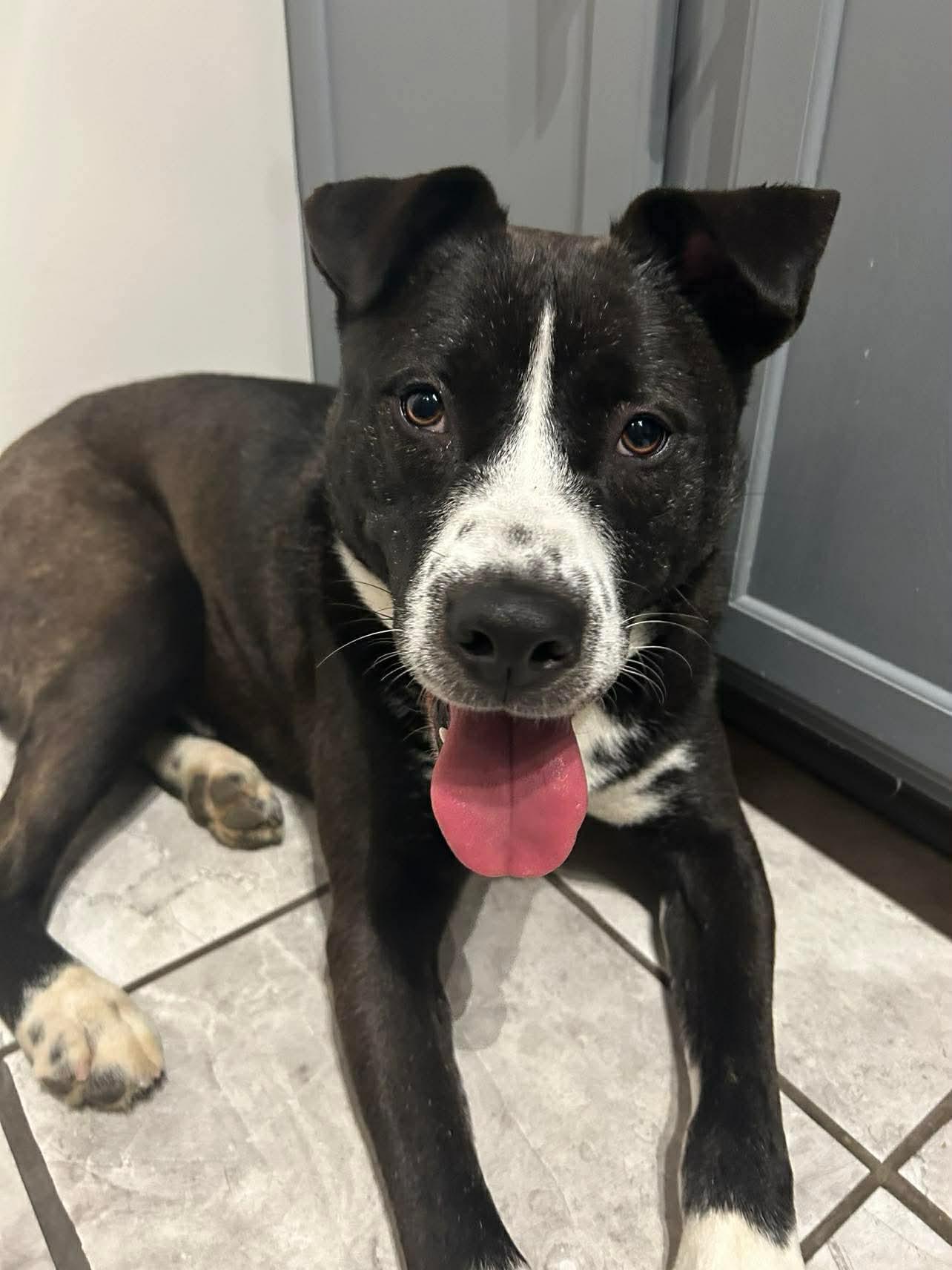 Cinder, ADOPTABLE, Young Male Japanese Akita .