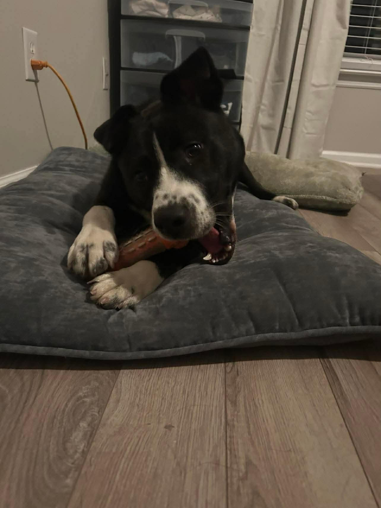 Enlarge Cinder, a ADOPTABLE mixed breed in Charlotte, NC image 2/6