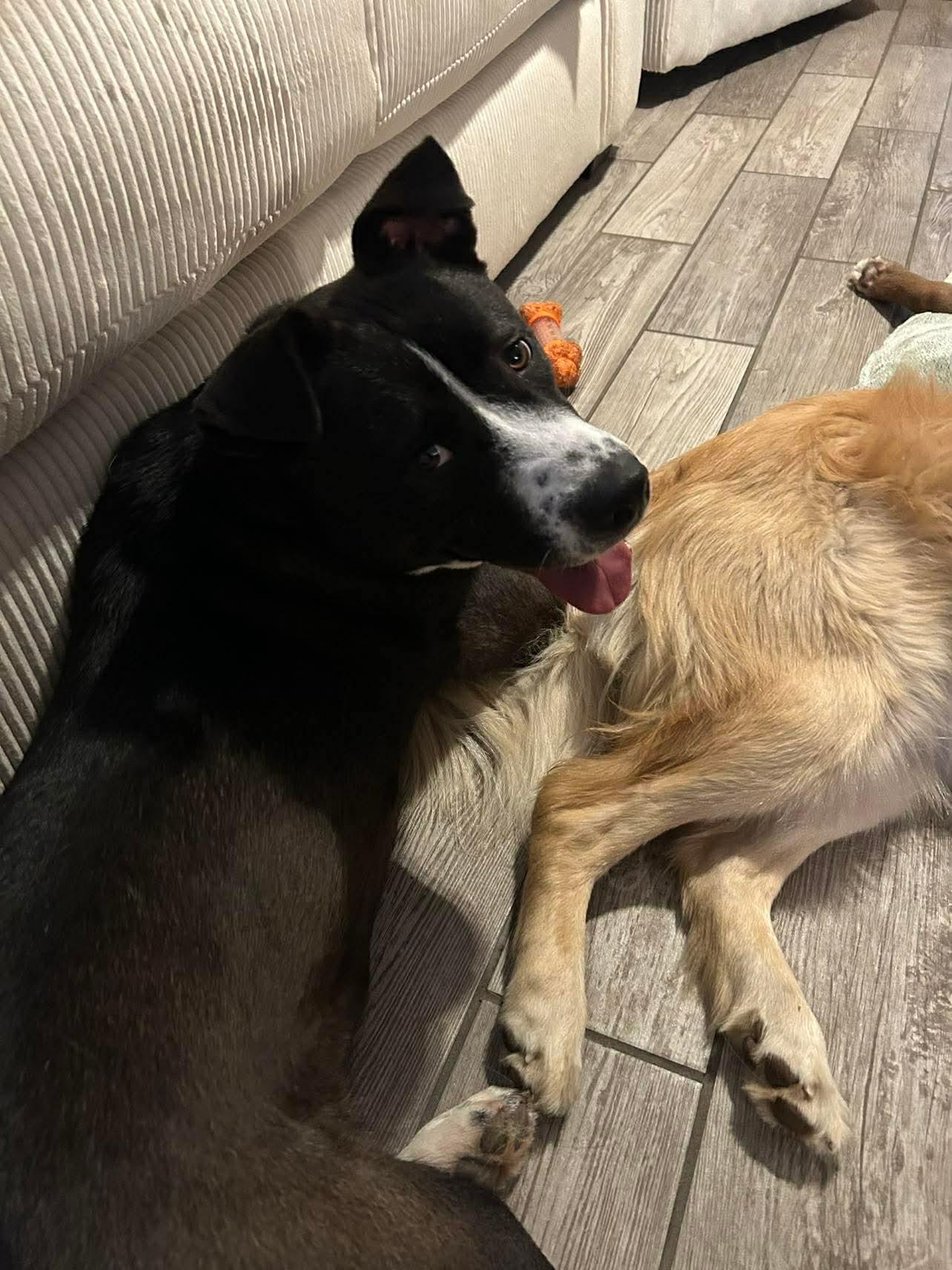 Enlarge Cinder, a ADOPTABLE mixed breed in Charlotte, NC image 4/6