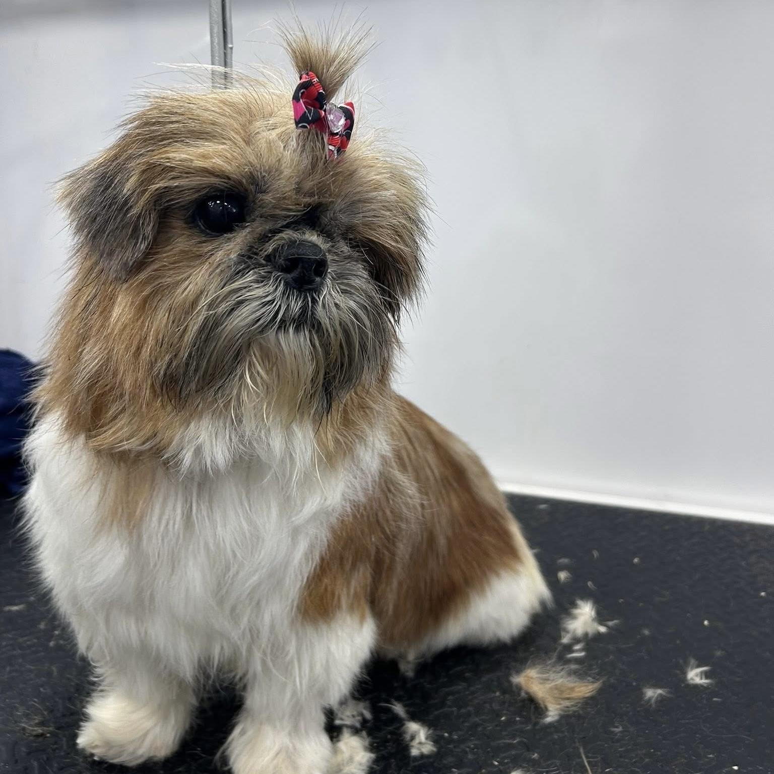 Dandy, a Adoptable mixed breed in Columbia, SC image 1/4