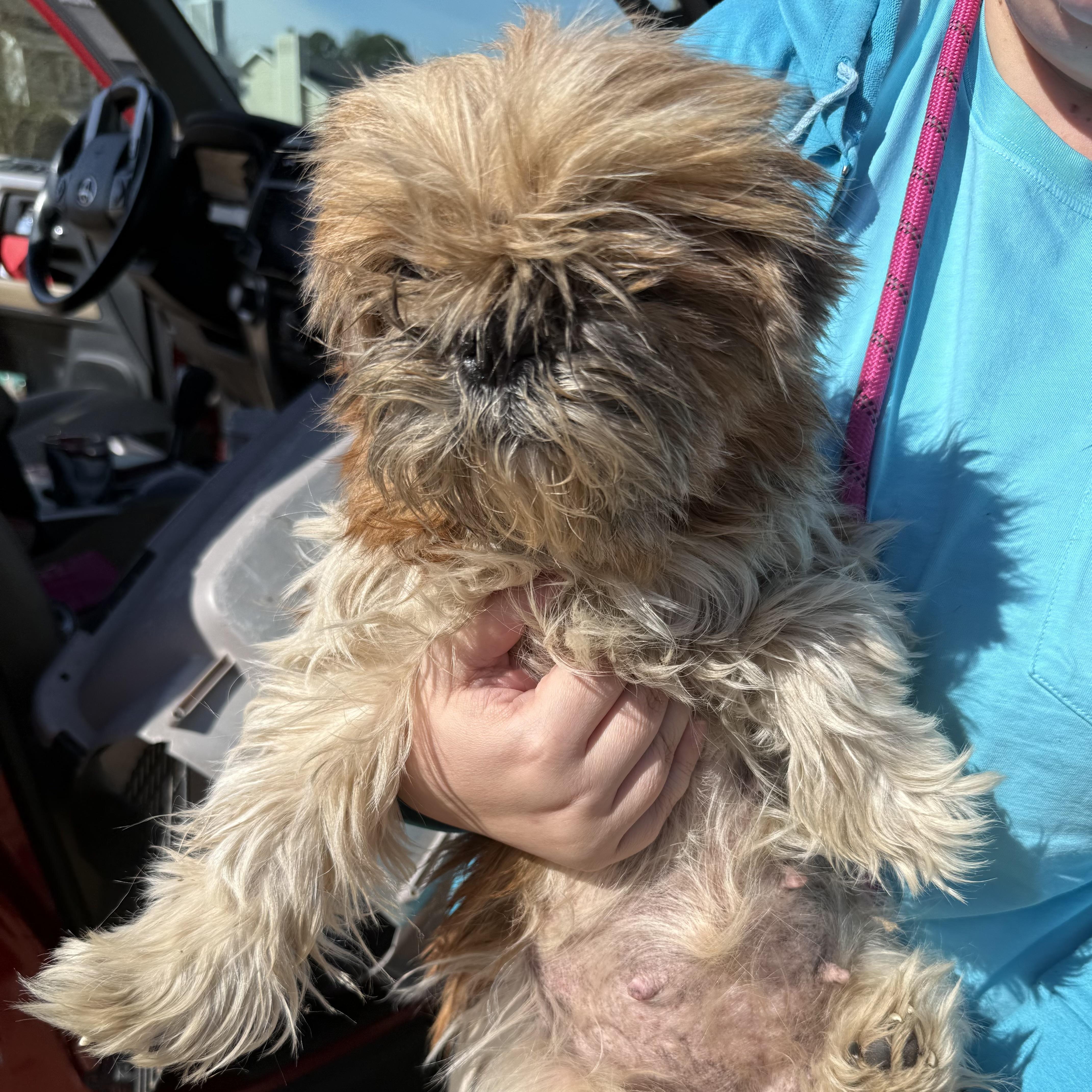 Dandy, a Adoptable mixed breed in Columbia, SC image 3/4