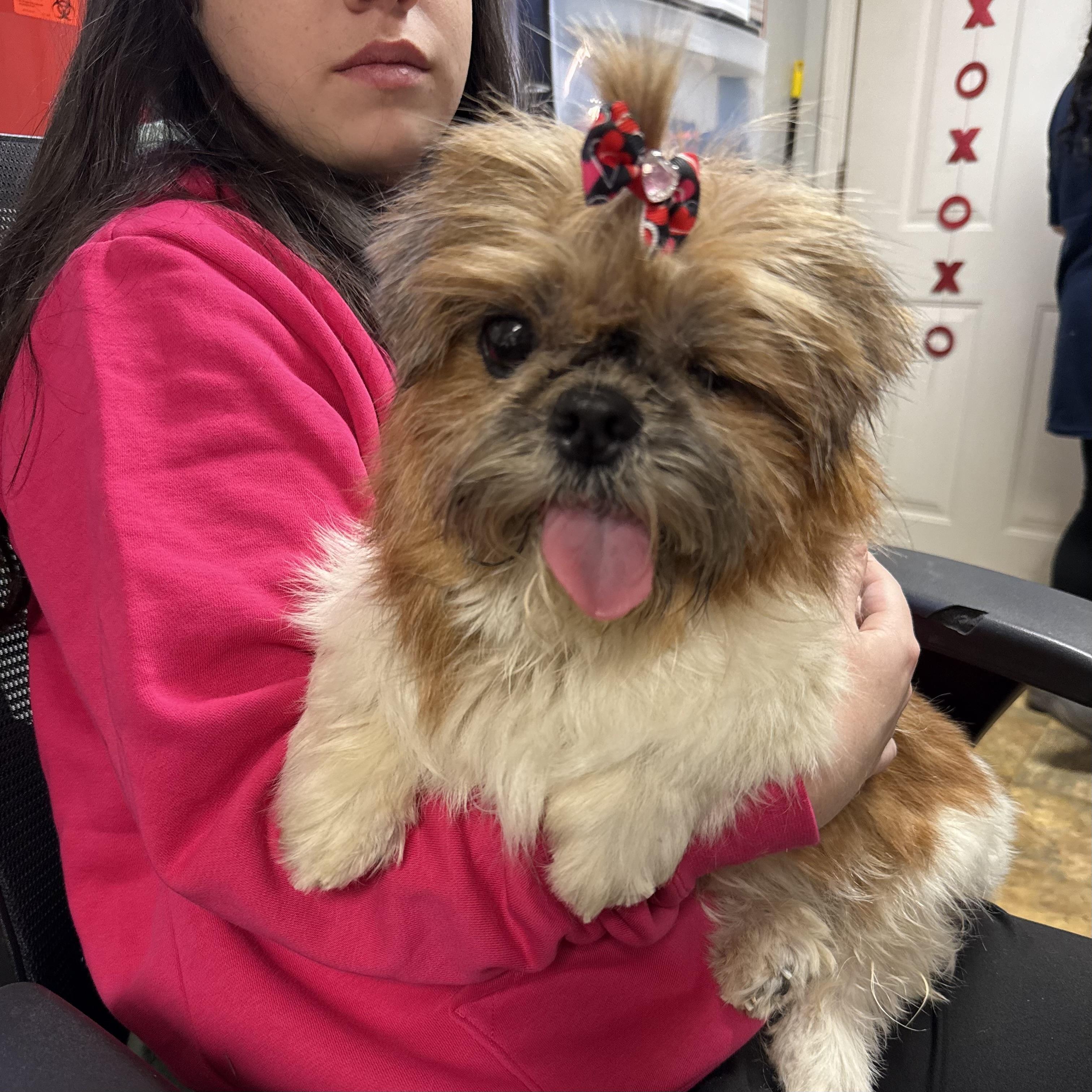 Dandy, a Adoptable mixed breed in Columbia, SC image 2/4