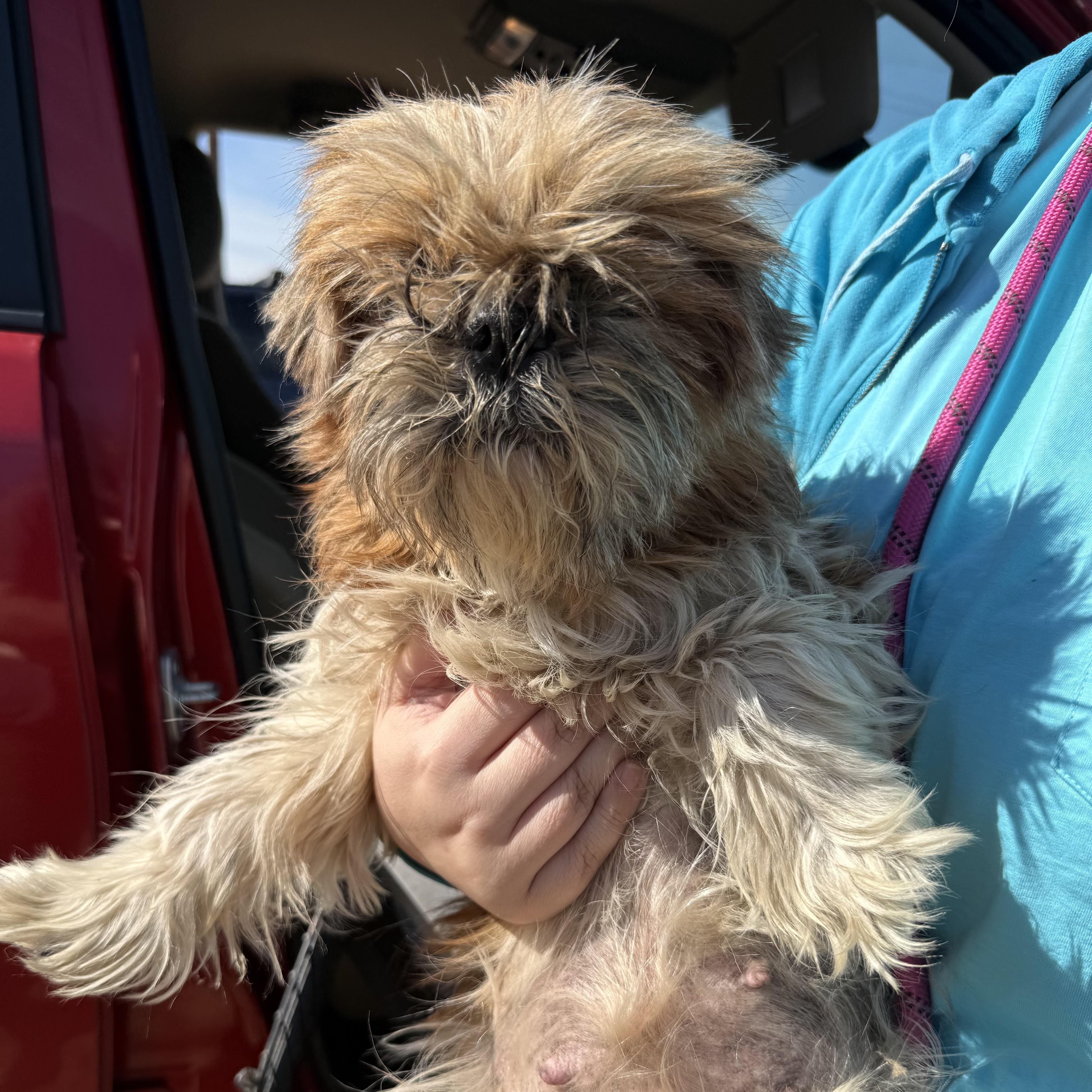 Dandy, a Adoptable mixed breed in Columbia, SC image 4/4