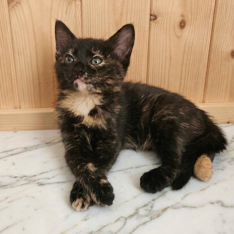Emerald, Adoptable, Kitten Female Tortoiseshell.