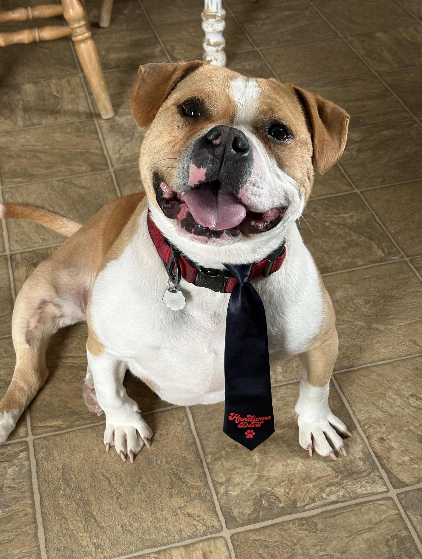 Enlarge Hamish, a Adoptable mixed breed in Oxford, MI image 5/6