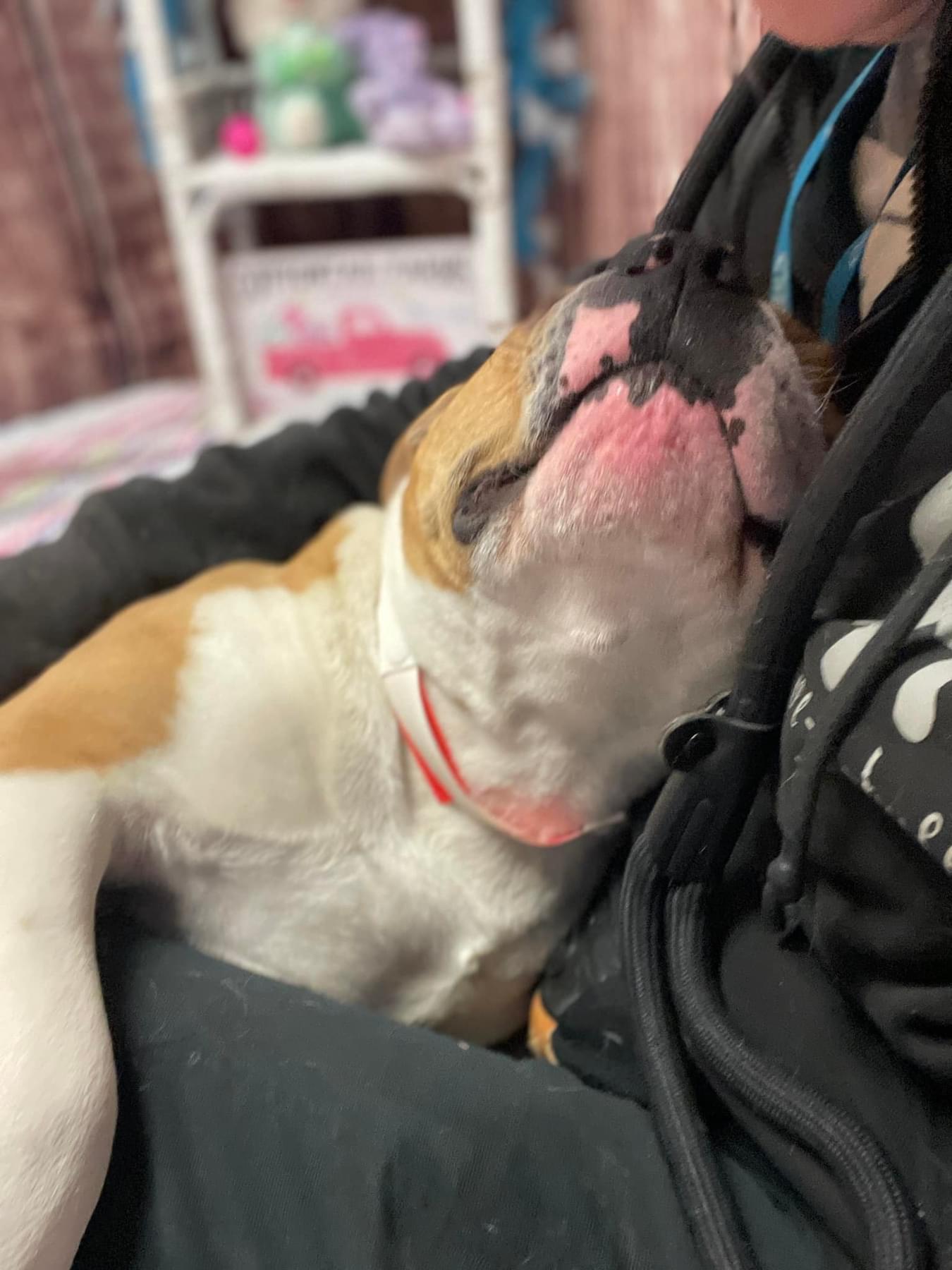 Enlarge Hamish, a Adoptable mixed breed in Oxford, MI image 3/6