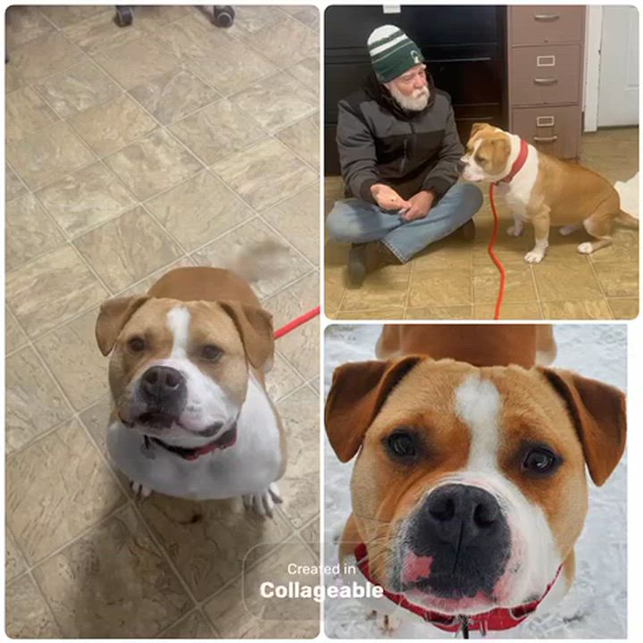 Enlarge Hamish, a Adoptable mixed breed in Oxford, MI video 6/6