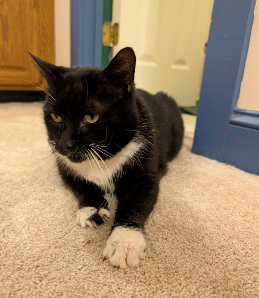 Pogo, Adoptable, Adult Male Domestic Short Hair.