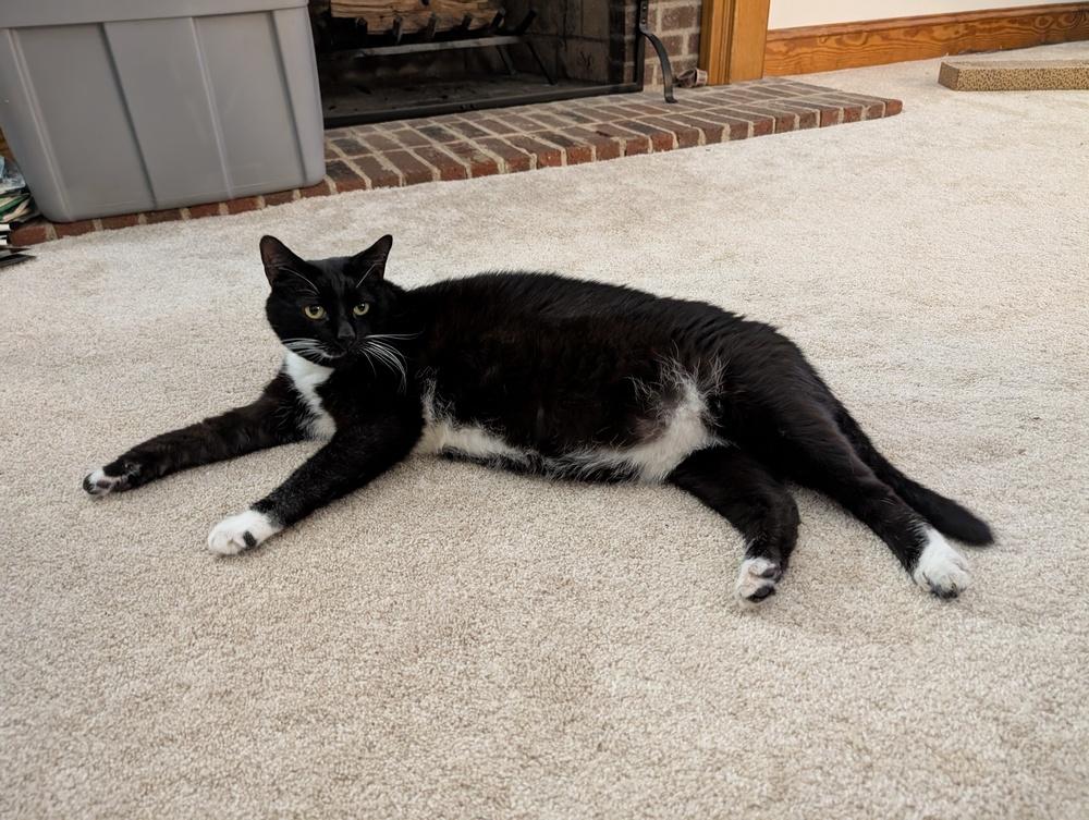 Pogo, Adoptable, Adult Male Domestic Short Hair.