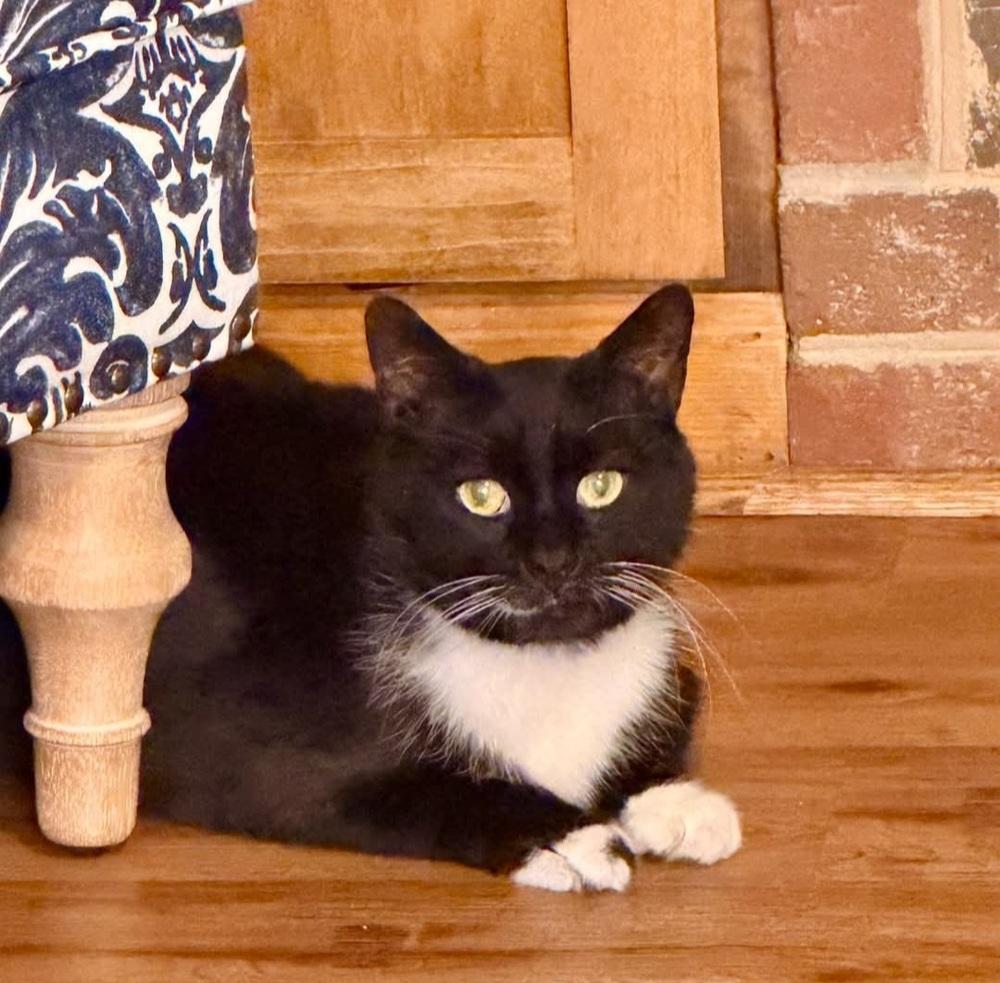 Enlarge Pogo, a Adoptable Domestic Short Hair in Cary, NC image 3/5