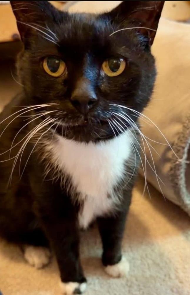 Enlarge Pogo, a Adoptable Domestic Short Hair in Cary, NC image 4/5