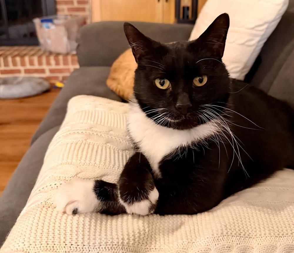 Enlarge Pogo, a Adoptable Domestic Short Hair in Cary, NC image 5/5