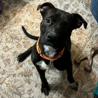 Enlarge Cosmo, a Adoptable mixed breed in Allentown, PA image 1/5