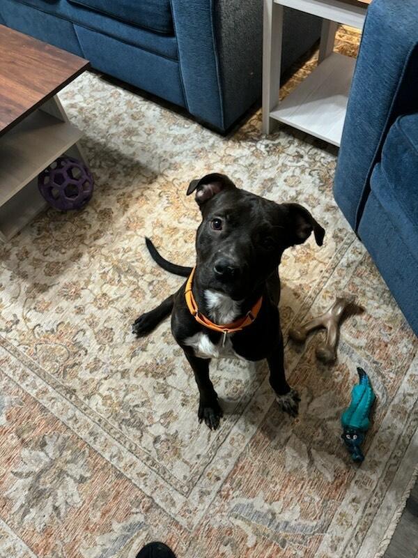 Cosmo, a ADOPTABLE mixed breed in Allentown, PA image 3/4