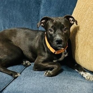 Enlarge Cosmo, a Adoptable mixed breed in Allentown, PA image 3/5