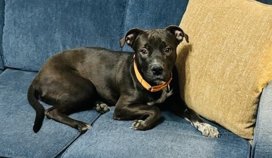 Cosmo, a ADOPTABLE mixed breed in Allentown, PA image 1/4