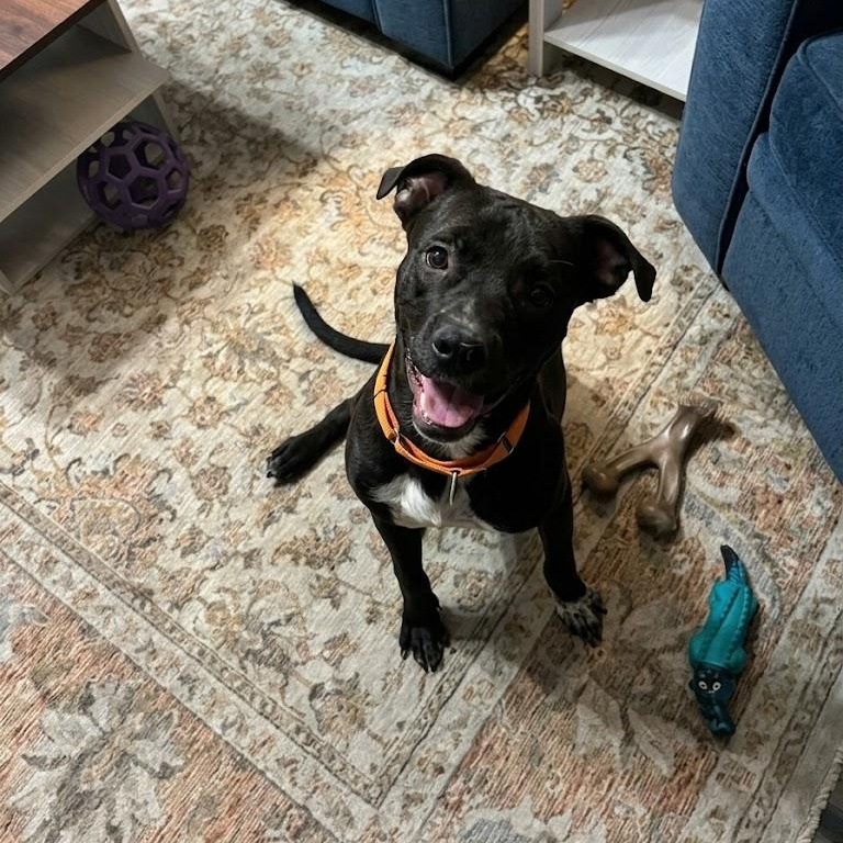 Enlarge Cosmo, a ADOPTABLE mixed breed in Allentown, PA image 1/5