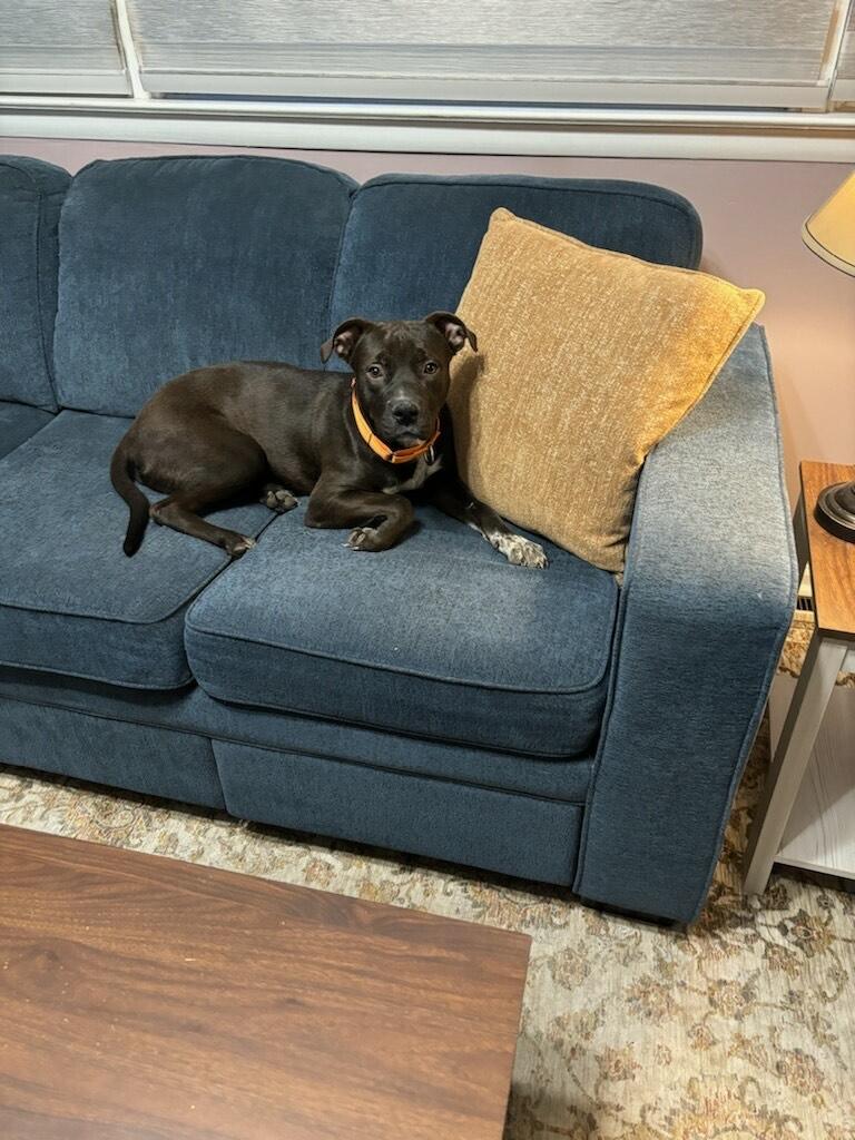 Cosmo, a ADOPTABLE mixed breed in Allentown, PA image 4/4