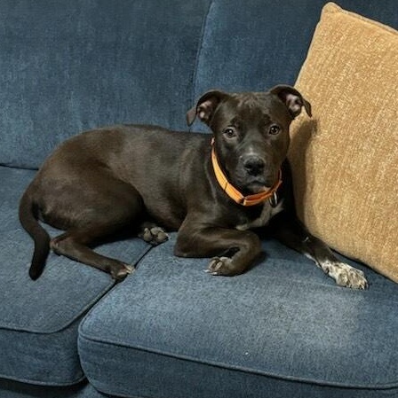 Enlarge Cosmo, a Adoptable mixed breed in Allentown, PA image 5/5