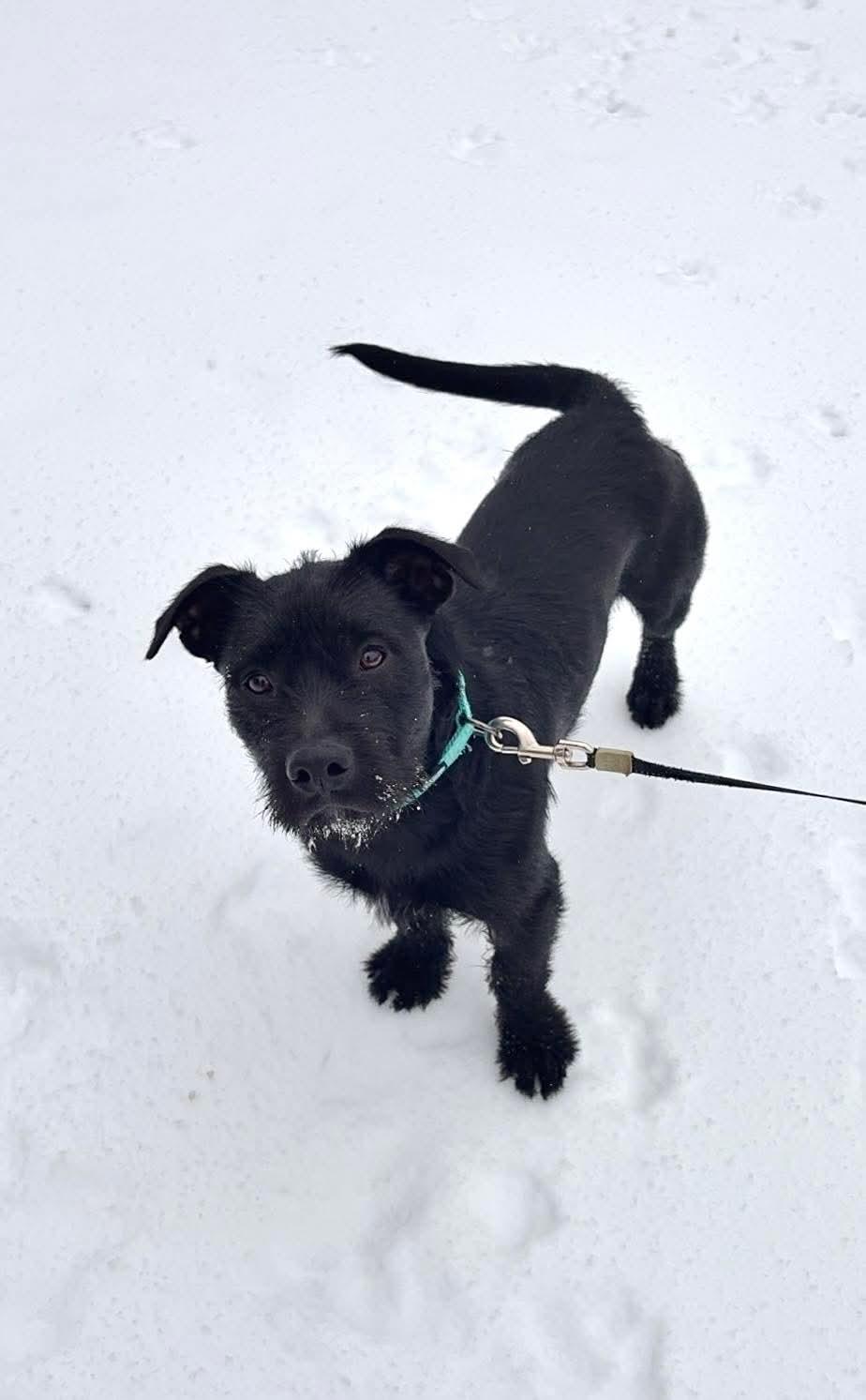 Enlarge Ralph, a other mixed breed in Wilkesboro, NC image 5/6