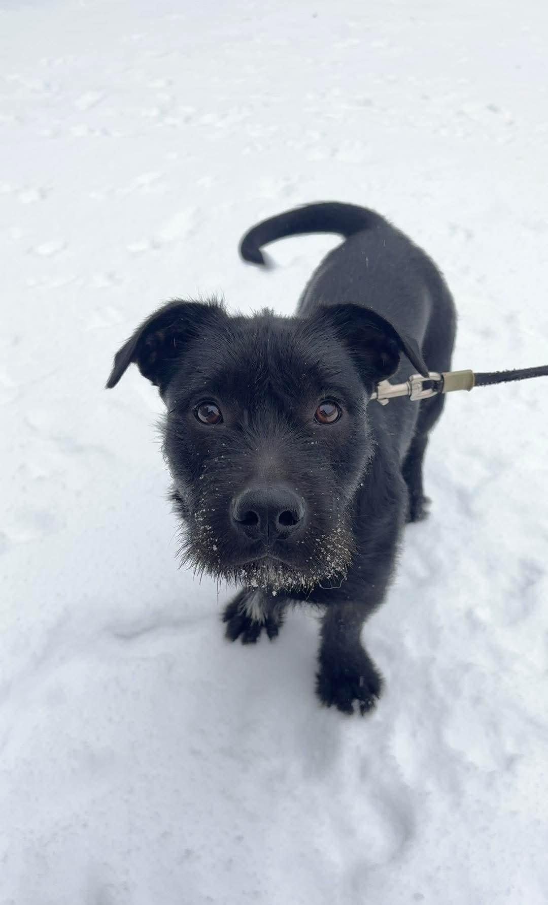 Enlarge Ralph, a other mixed breed in Wilkesboro, NC image 4/6