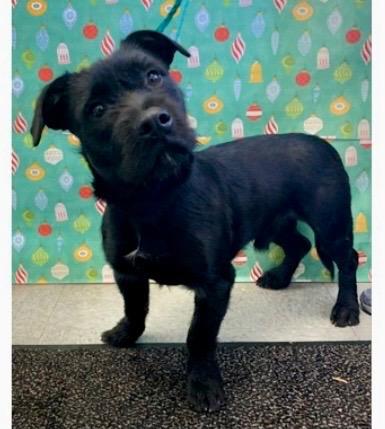 Enlarge Ralph, a ADOPTABLE mixed breed in Wilkesboro, NC image 2/2