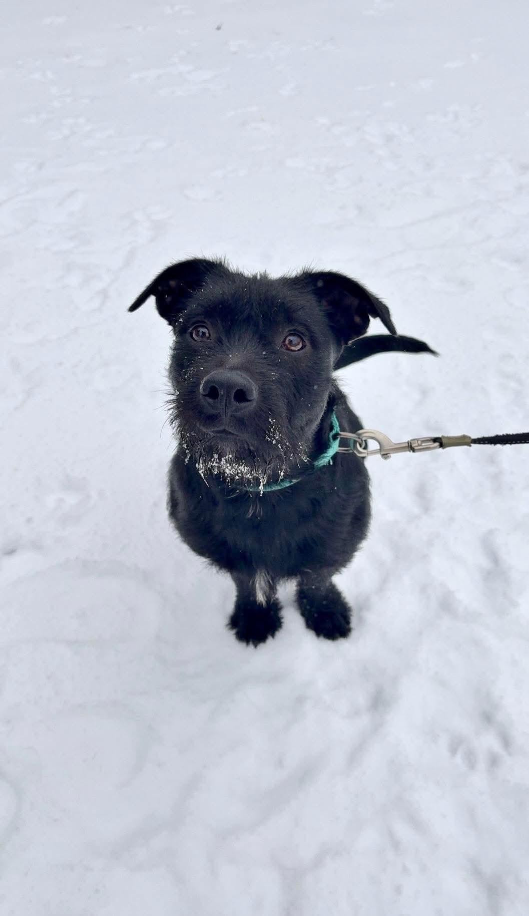 Enlarge Ralph, a other mixed breed in Wilkesboro, NC image 6/6