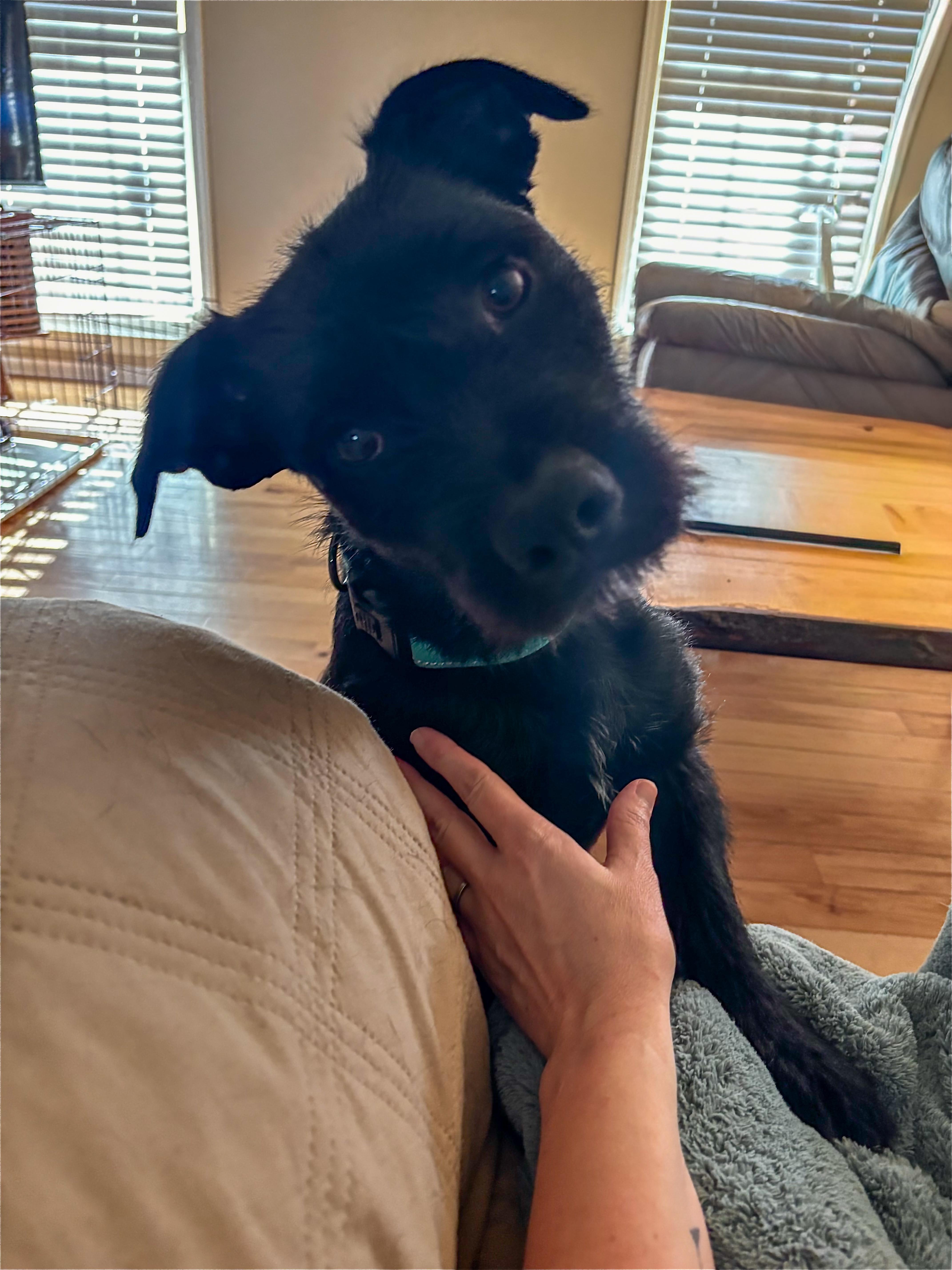 Ralph, ADOPTABLE, Young Male Terrier.