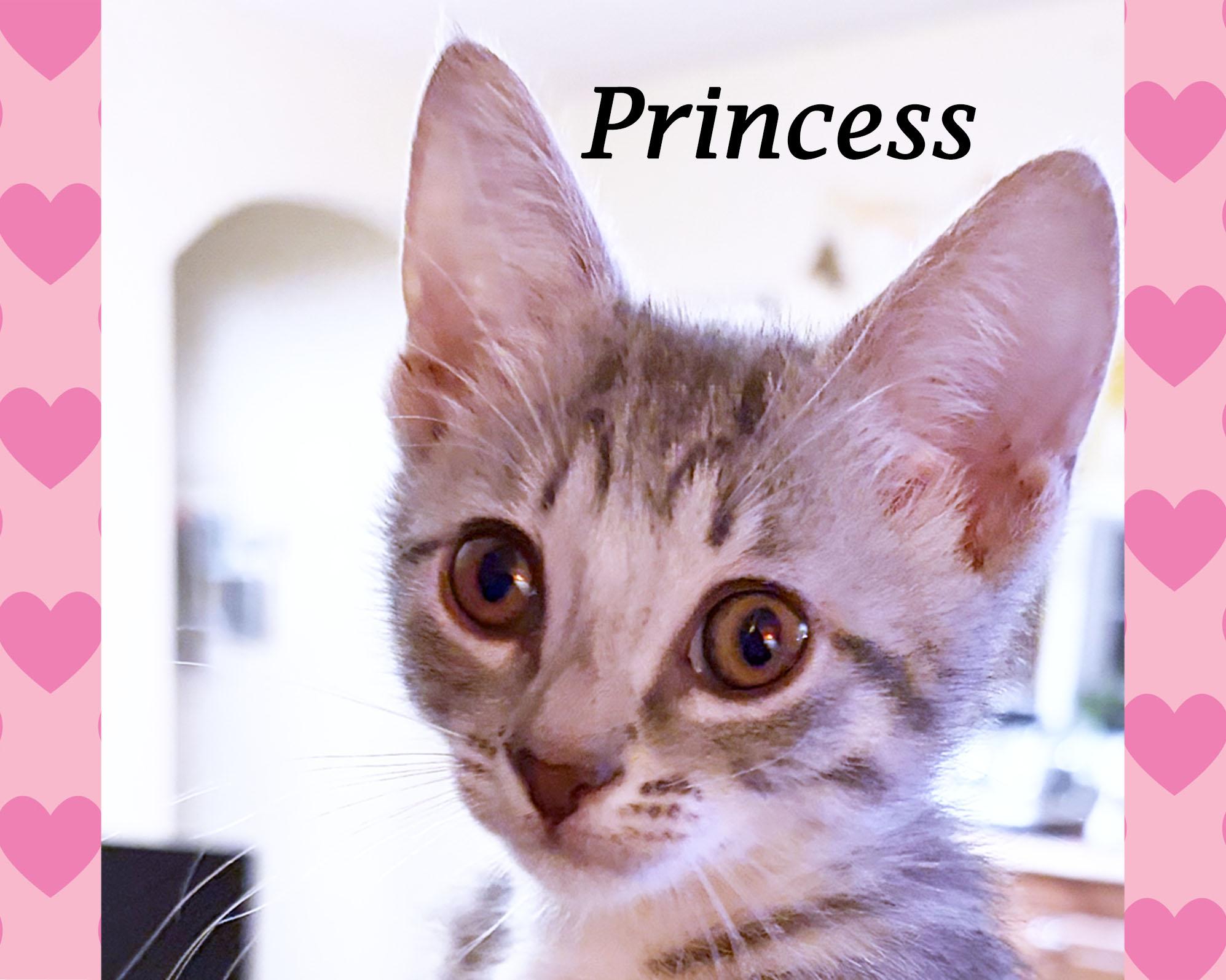 MUNCHY, Adoptable, Young Female Tabby.