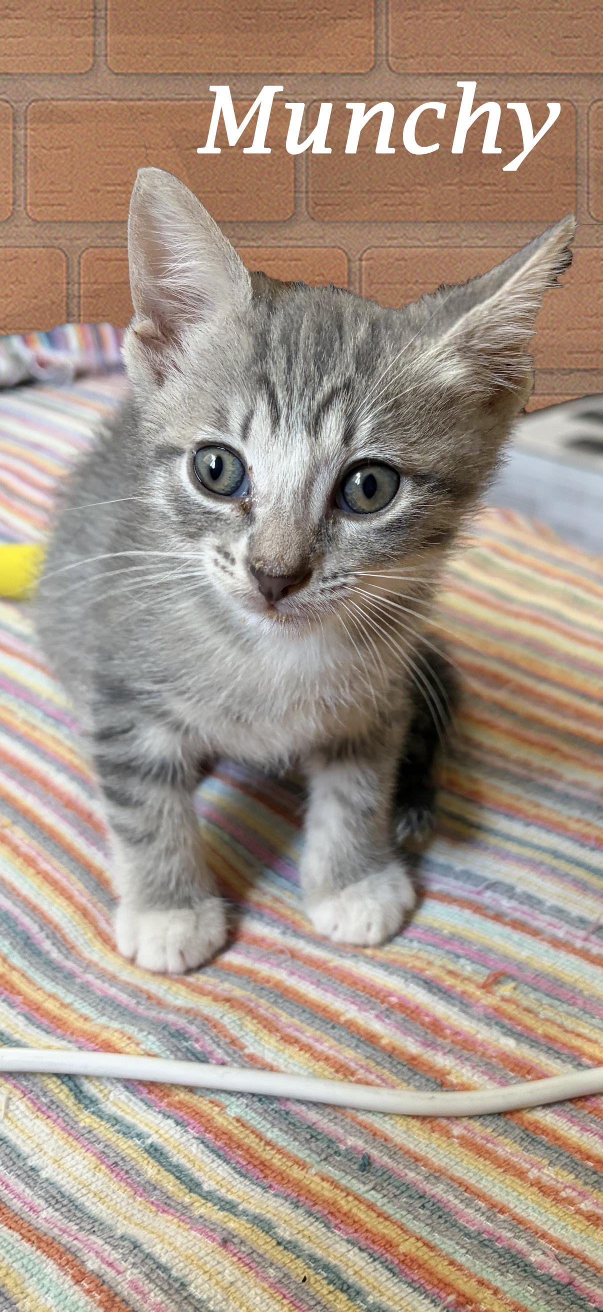 Enlarge MUNCHY, a Adoptable Tabby in Monrovia, CA image 2/6