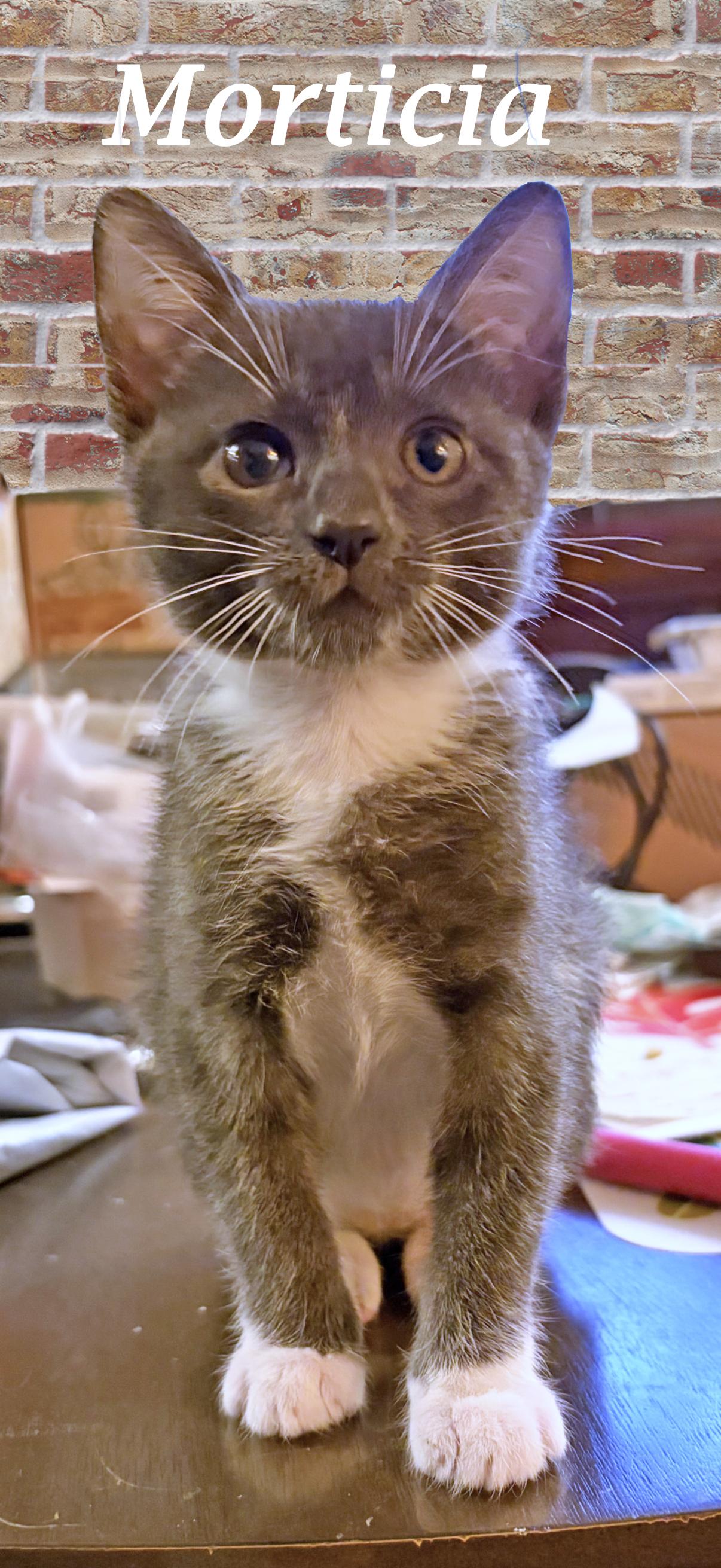 Enlarge MUNCHY, a Adoptable Tabby in Monrovia, CA image 6/6