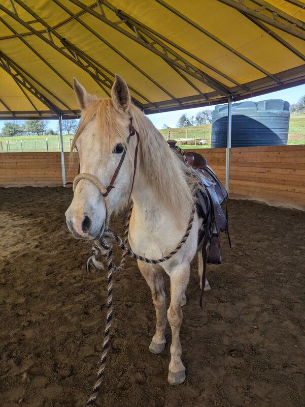 Ella - Mare/Gray/Arabian/Non-riding Companion, Adoptable, Senior Female Arabian.