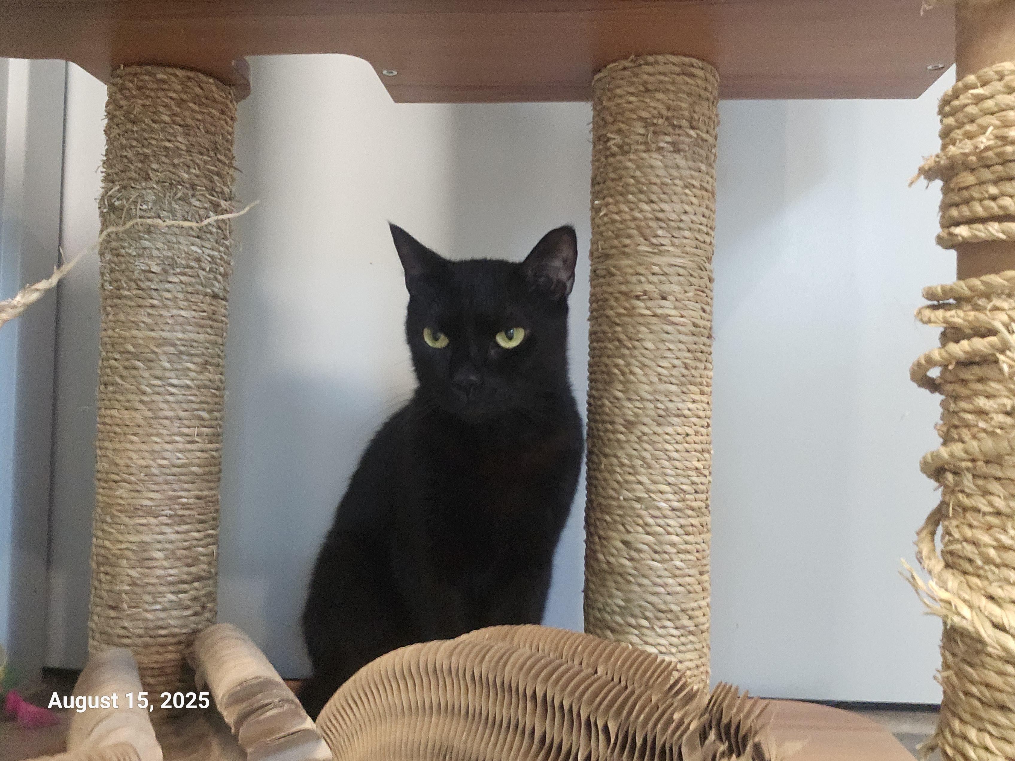 Bambu — thumbnail 3