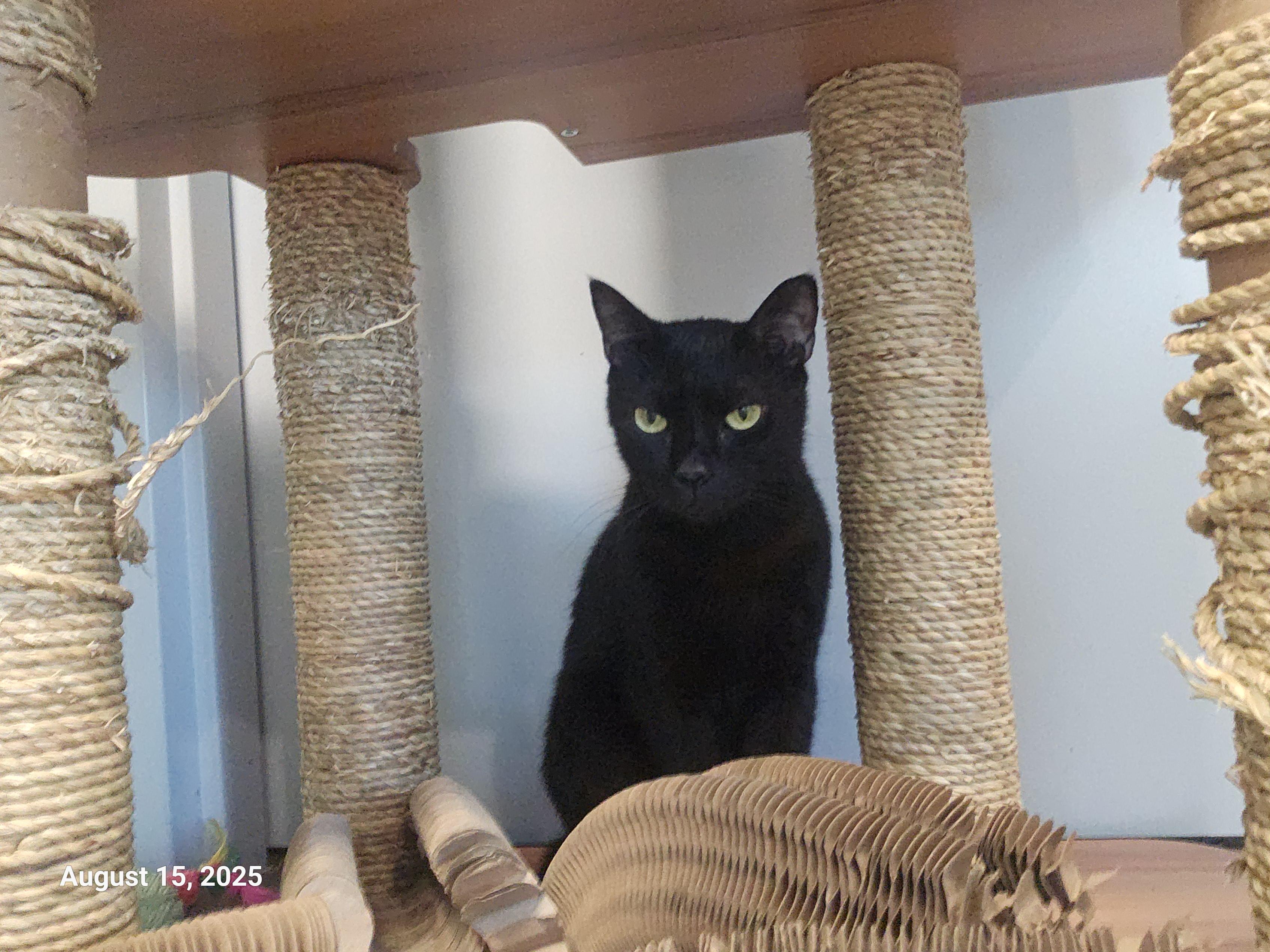 Bambu — thumbnail 4