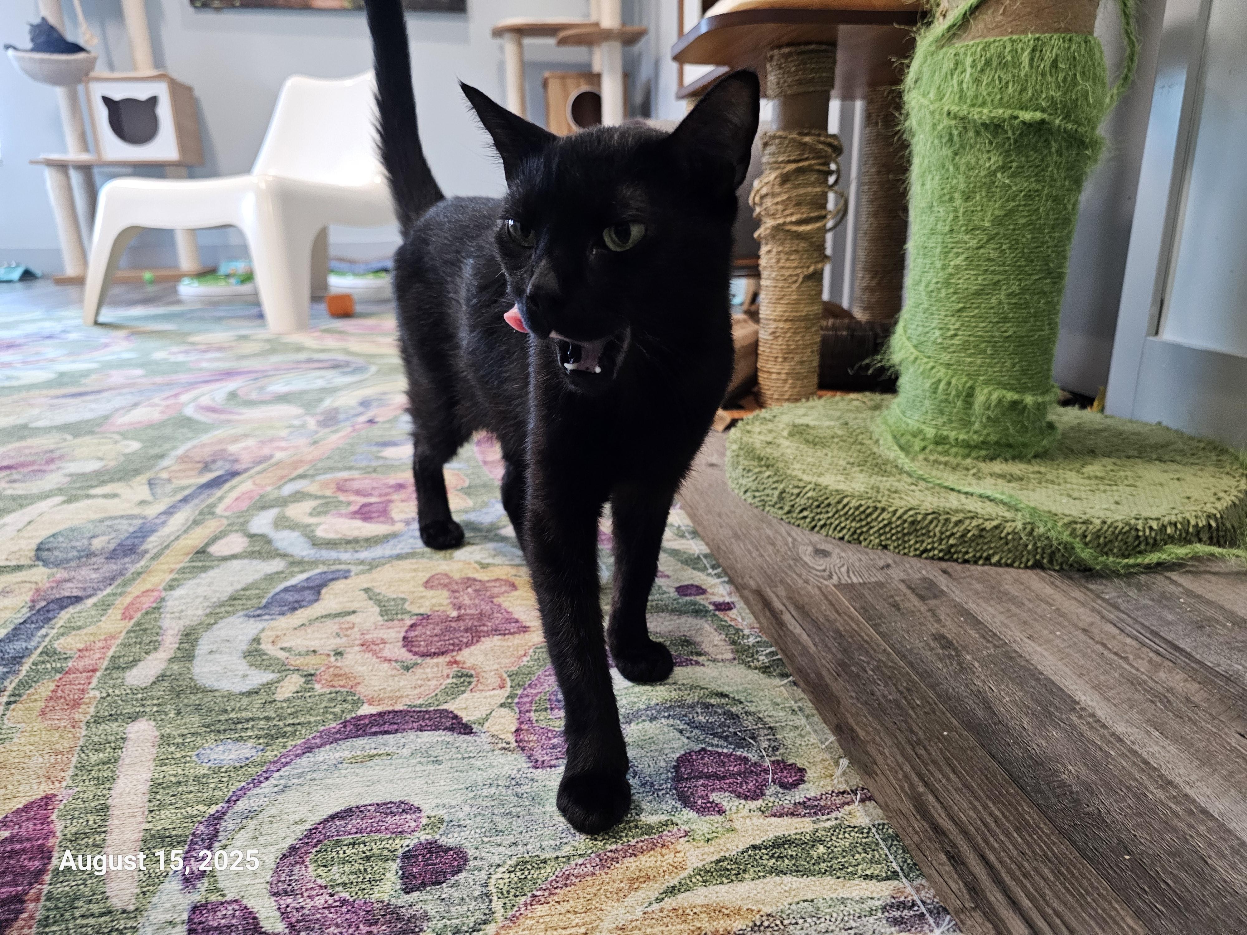 Bambu — thumbnail 5