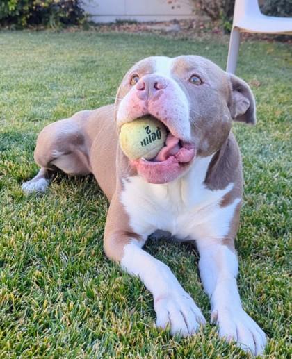 Enlarge Meatball, a Adoptable mixed breed in Portola, CA image 1/3
