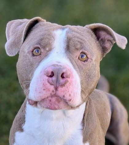 Enlarge Meatball, a Adoptable mixed breed in Portola, CA image 1/3