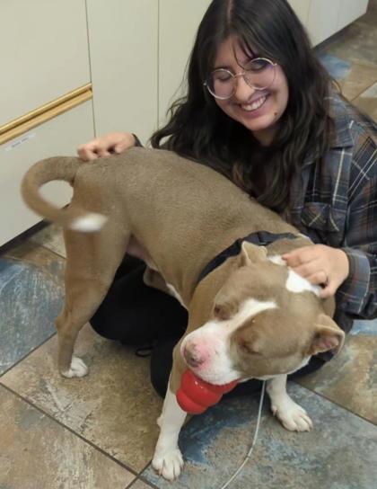 Enlarge Meatball, a Adoptable mixed breed in Portola, CA image 2/3