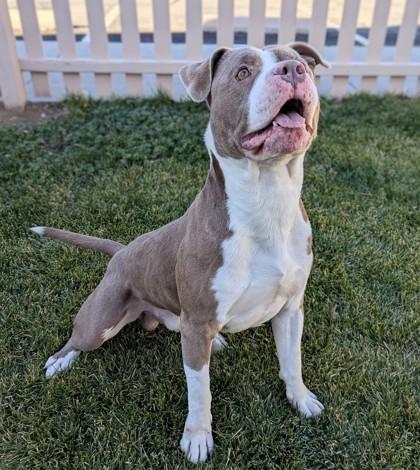 Enlarge Meatball, a Adoptable mixed breed in Portola, CA image 3/3