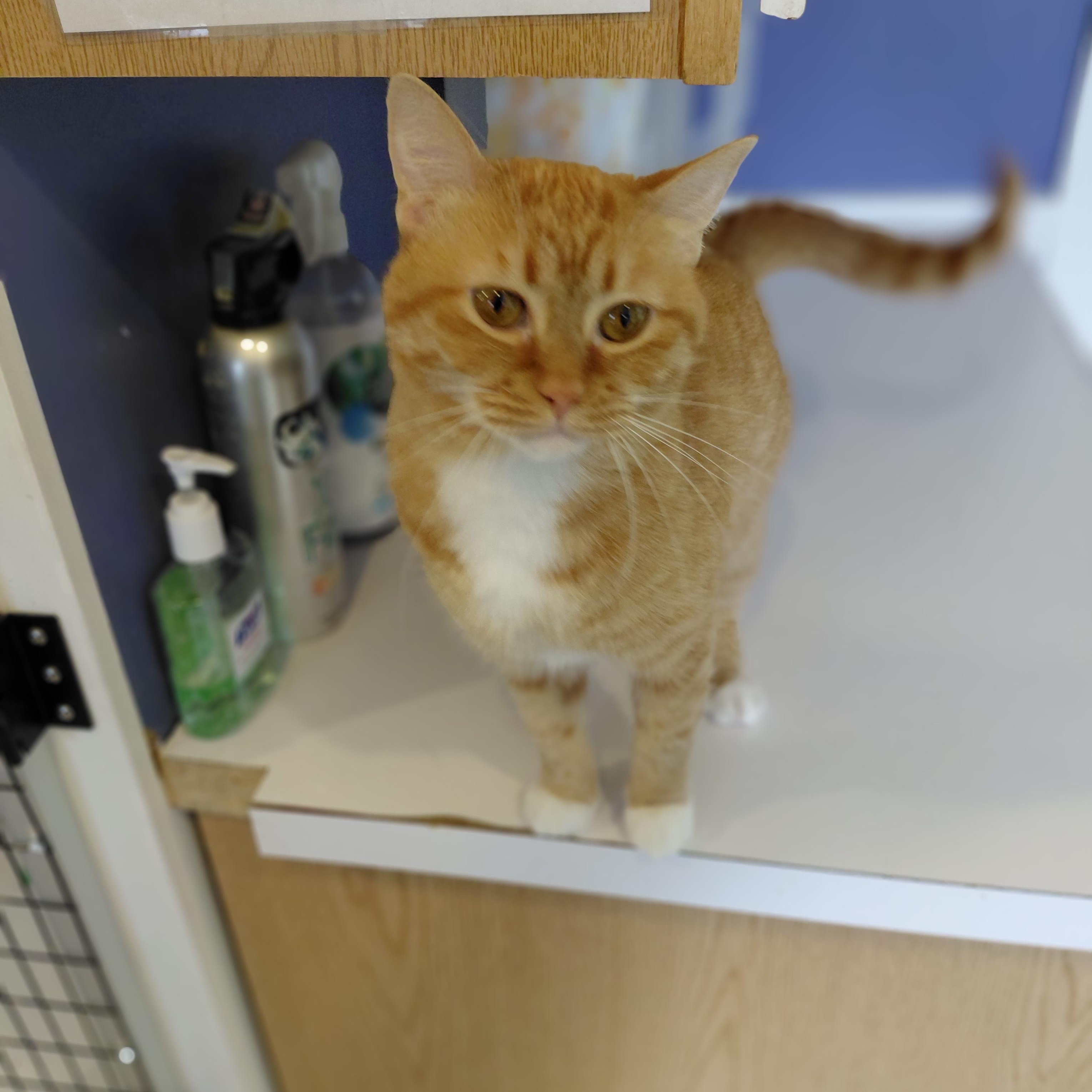 Autumn, a ADOPTABLE Domestic Short Hair in Littleton, NH image 3/6