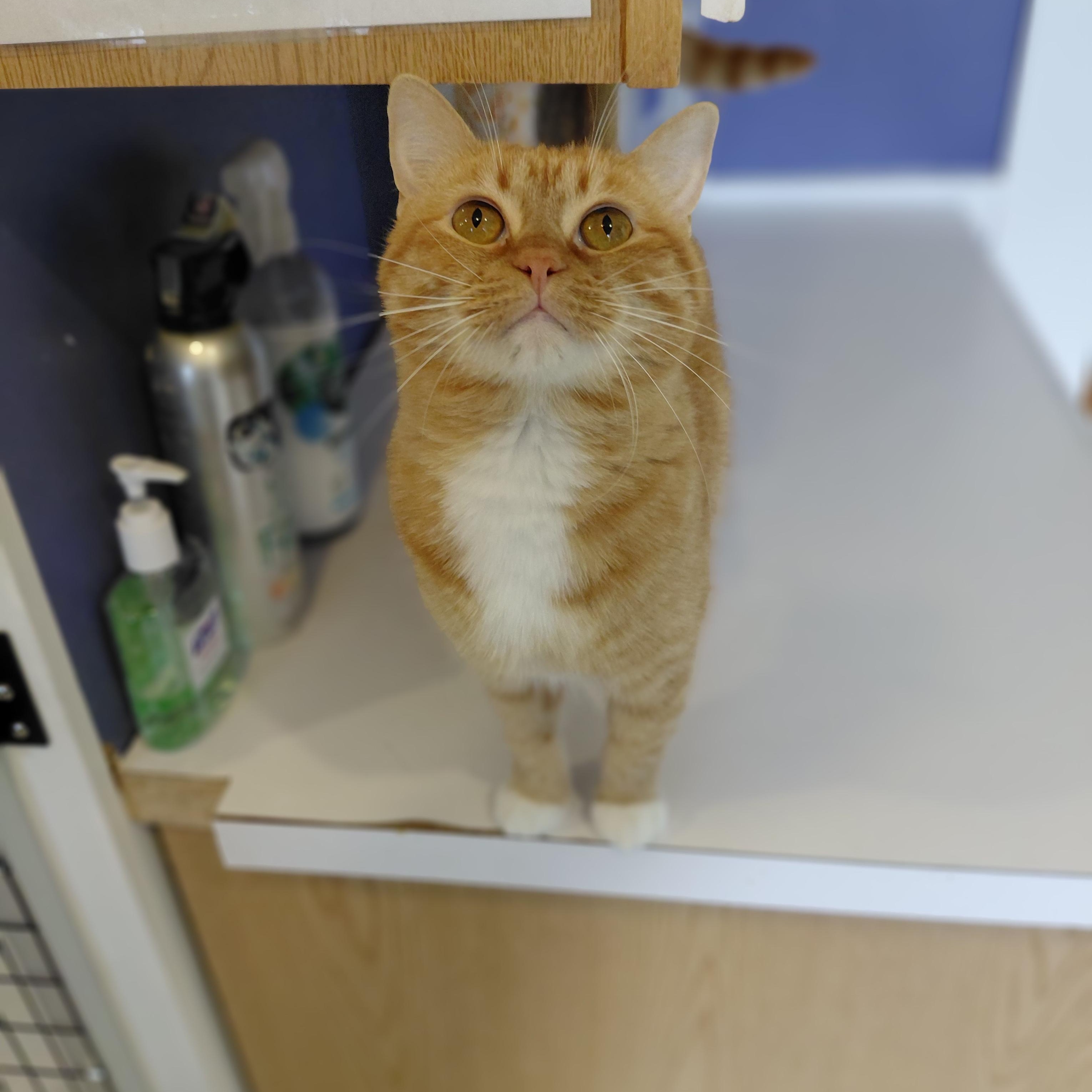 Autumn, ADOPTABLE, Adult Female Domestic Short Hair.