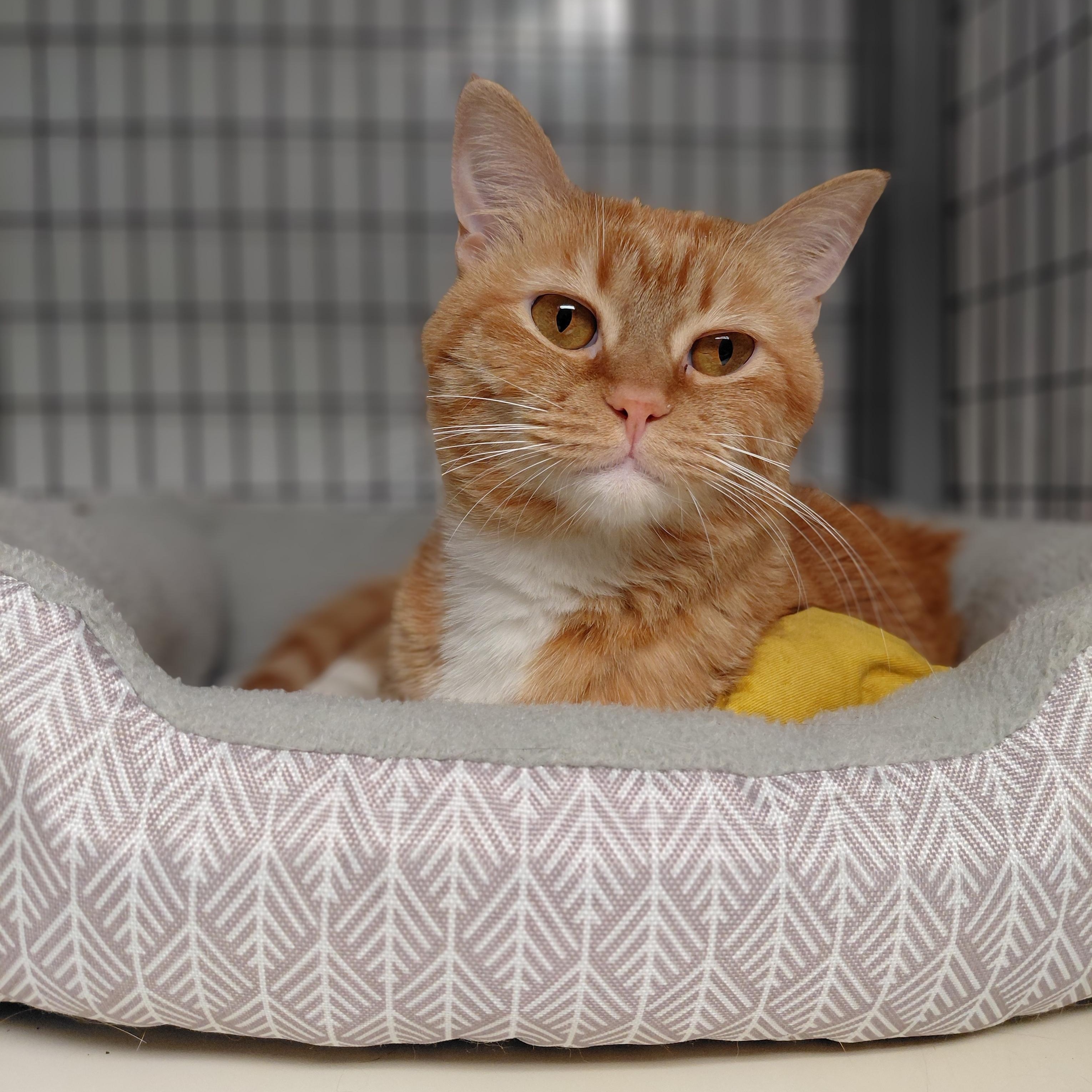 Enlarge Autumn, a ADOPTABLE Domestic Short Hair in Littleton, NH image 3/3